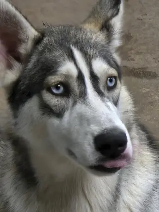 Tilly - ON HOLD - NO MORE APPLICATIONS