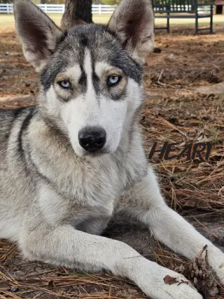 Tilly - ON HOLD - NO MORE APPLICATIONS