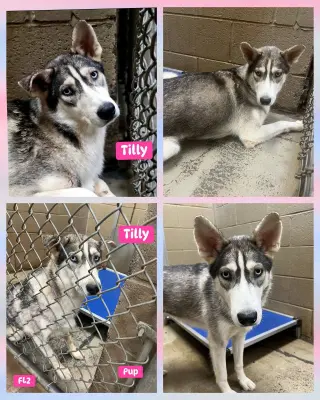 Tilly - ON HOLD - NO MORE APPLICATIONS