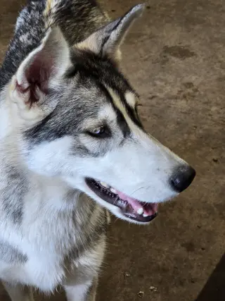 Tilly - ON HOLD - NO MORE APPLICATIONS