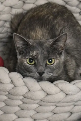 Annabella