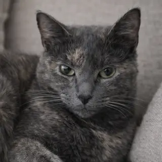 Annabella
