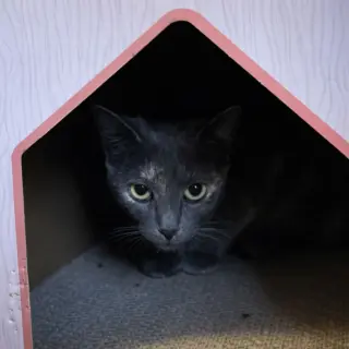 Annabella