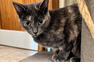 Annabella
