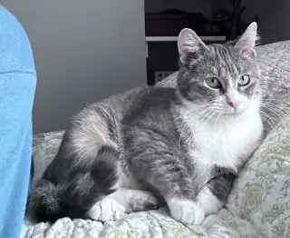Allison