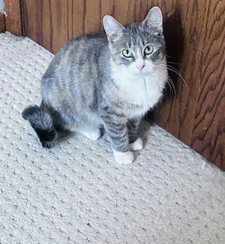 Allison
