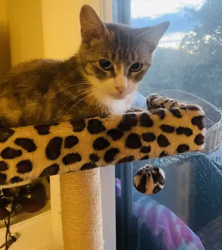 Allison