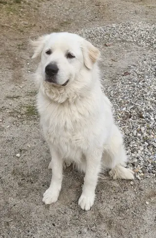 Henry