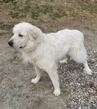 Henry