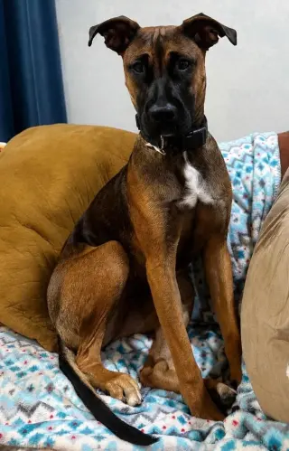 Lady