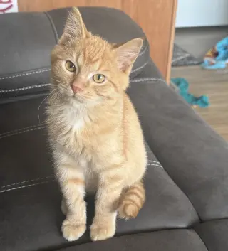 Butternut