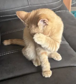 Butternut