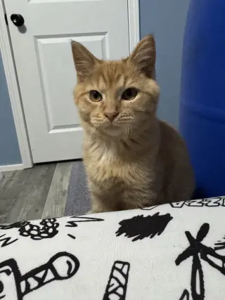 Butternut