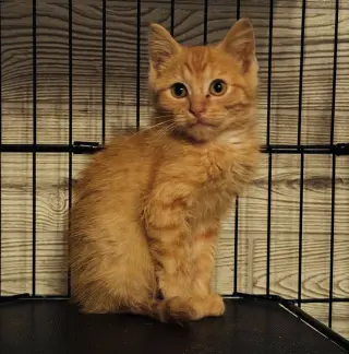 Butternut