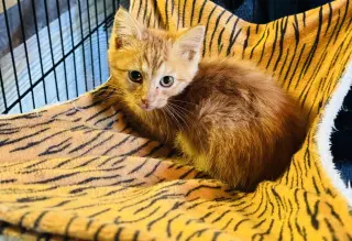 Butternut