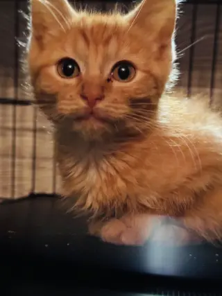 Butternut