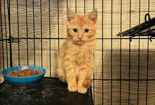 Butternut