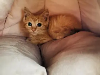 Butternut
