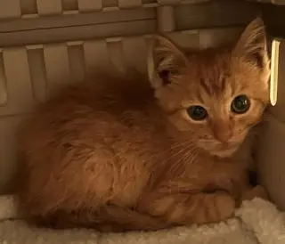 Butternut