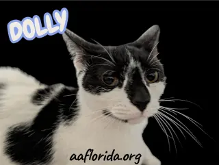 Dolly