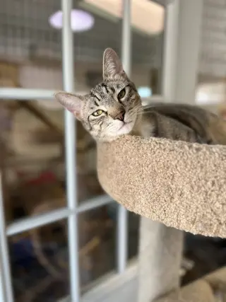Jax