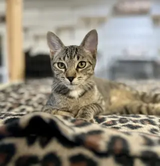 Jax