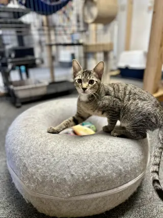 Jax