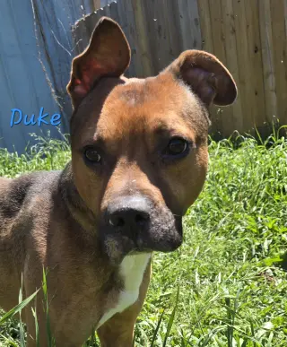 Duke