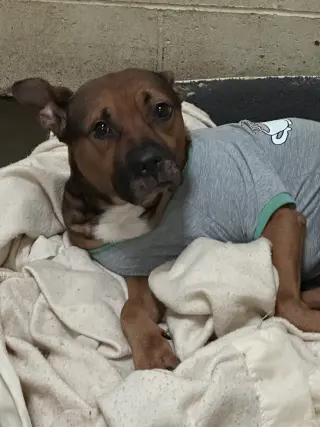 Duke