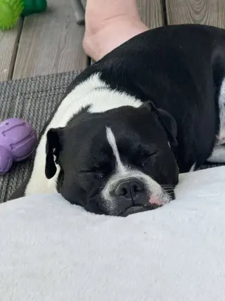 Louie
