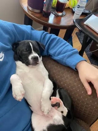 Louie