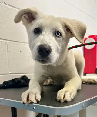 Todd