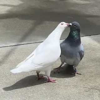 Lavender & Jeffrey
