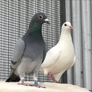Lavender & Jeffrey