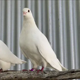 Lavender & Jeffrey