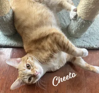 Cheeto #craves-attention