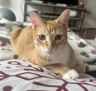 Cheeto #craves-attention