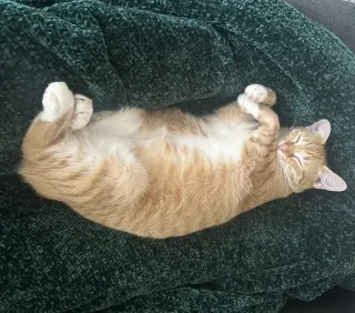 Cheeto #craves-attention