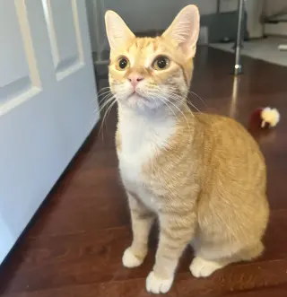 Cheeto #craves-attention