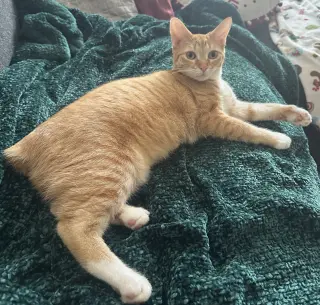Cheeto #craves-attention