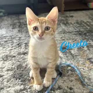 Cheeto #craves-attention