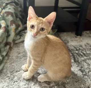 Cheeto #craves-attention