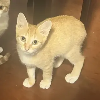 Cheeto #craves-attention