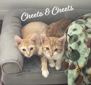 Cheeto #craves-attention