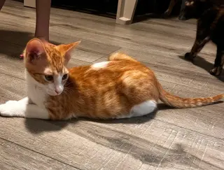 Tigger (and Goofy)