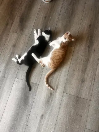 Tigger (and Goofy)