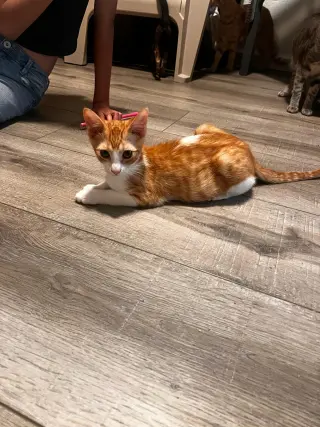 Tigger (and Goofy)