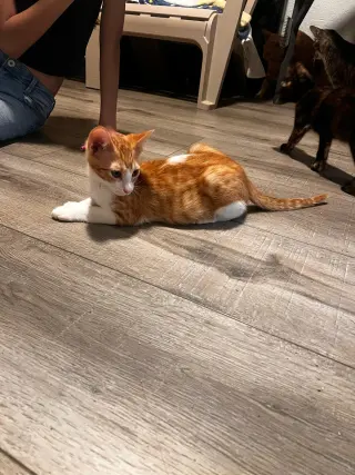 Tigger (and Goofy)