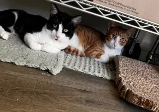 Goofy (and Tigger)