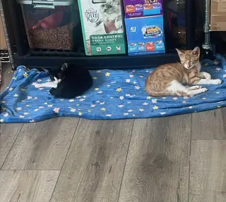 Goofy (and Tigger)